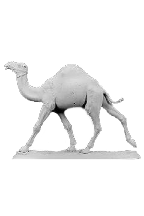 Walking Dromedary